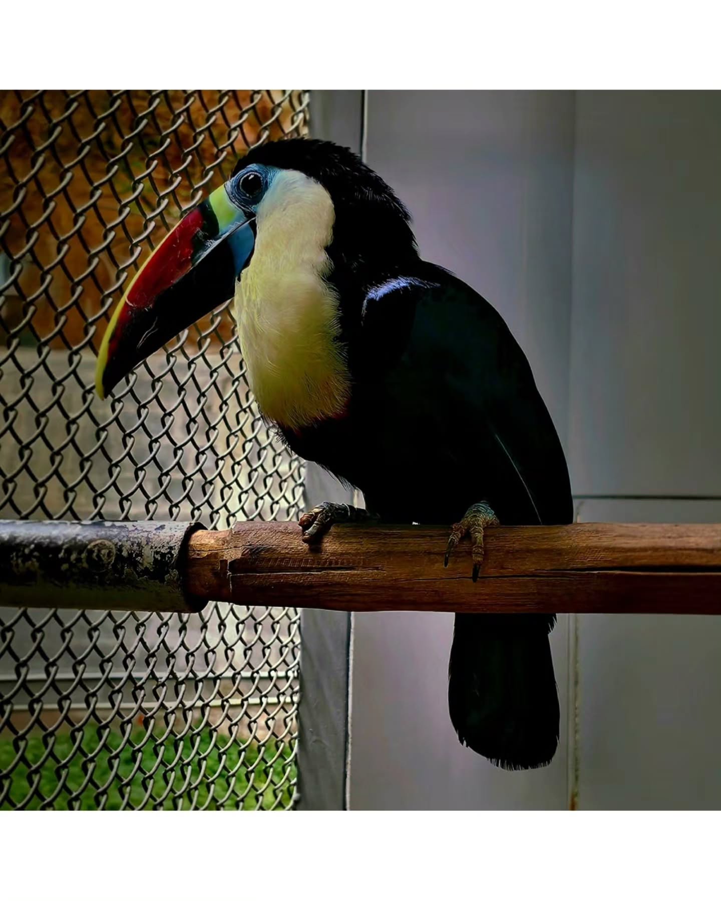 A splash of color, a whisper of the wild, beauty perched in every feather(toucan) 🐥