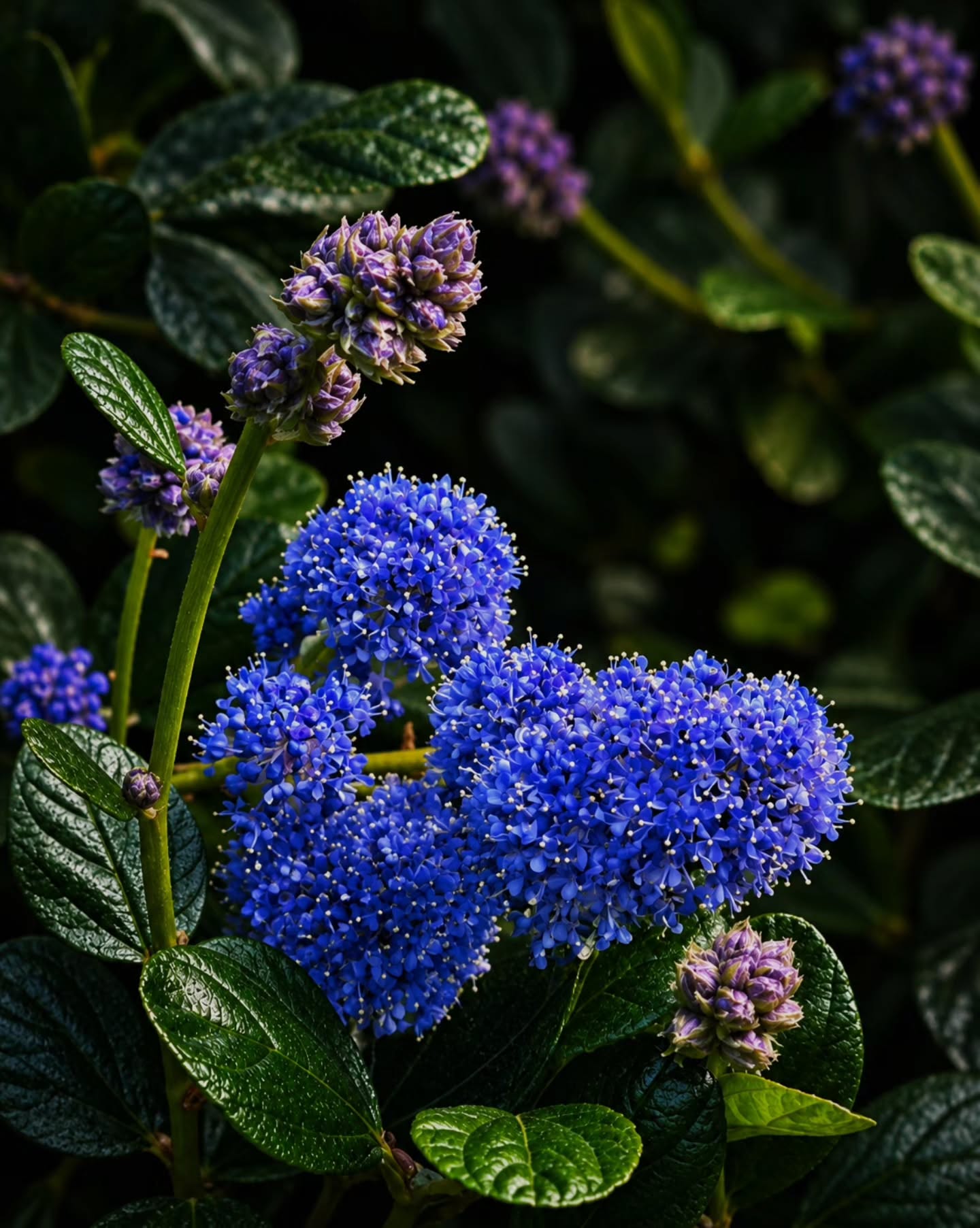 Perhaps some things are meant to be admired from afar -  Hebe (now generally classified under Veronica). 🥀💠