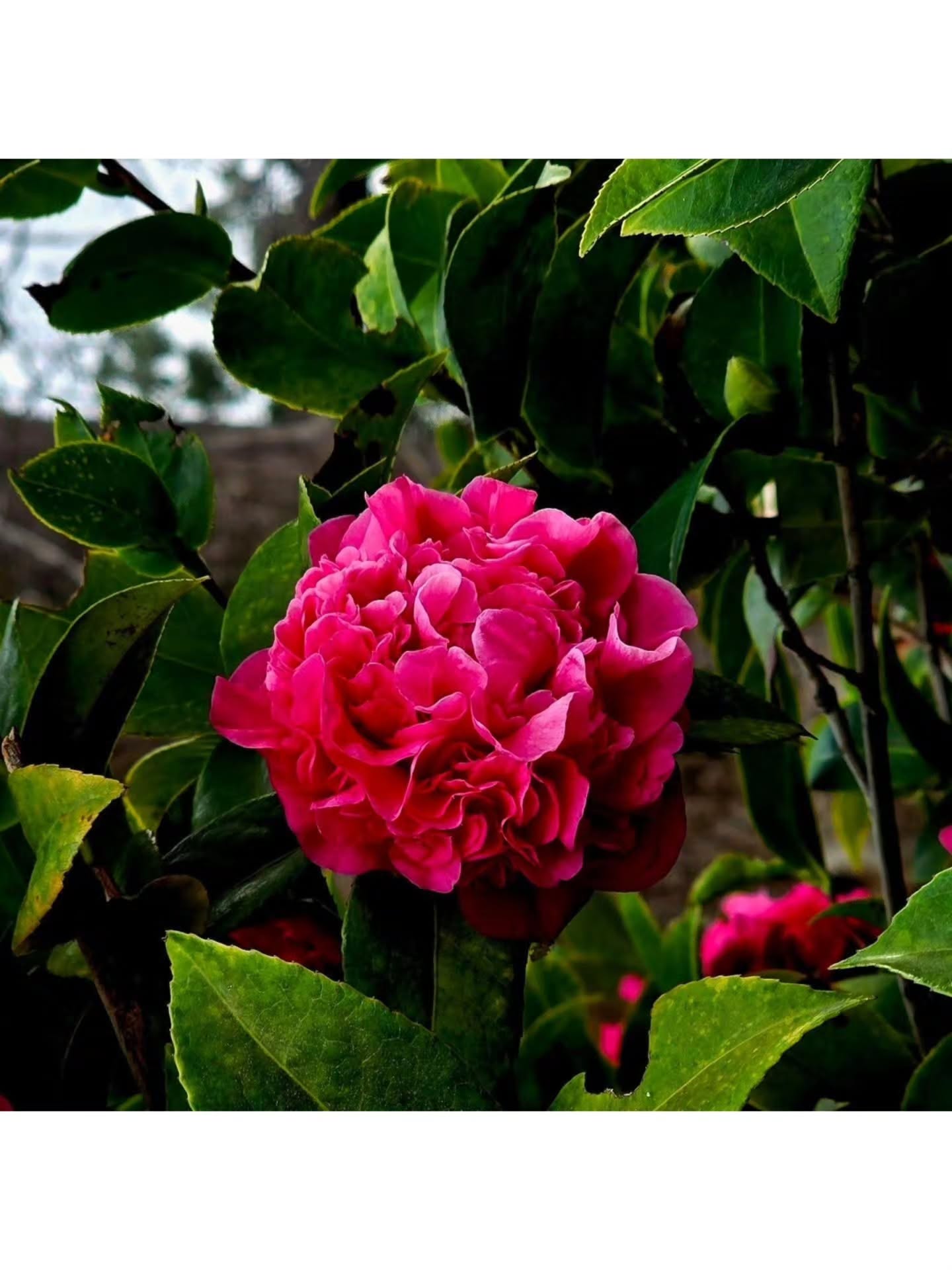 Bloom boldly, even when the world around you is dark. (Camellia japonica) 🥀