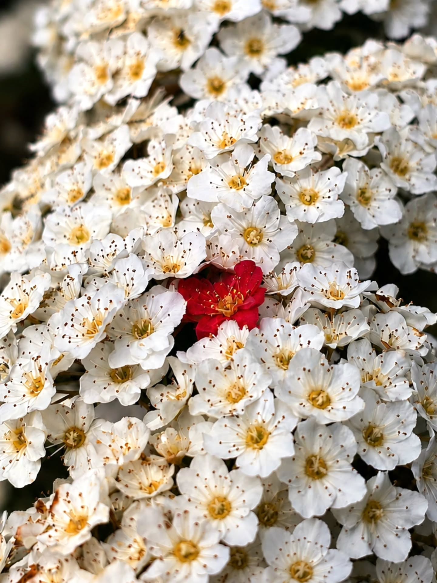 Among all that was beautiful, you were beautifully different. Spiraea japonica(Shirobana) ❤️