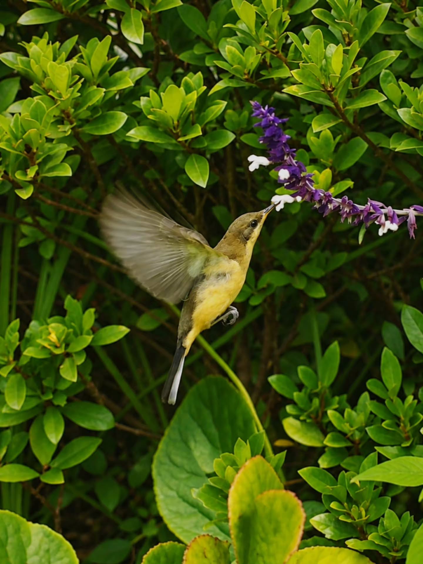 For a moment, the sky was not above it, but within reach Olive-backed Sunbird 🐥