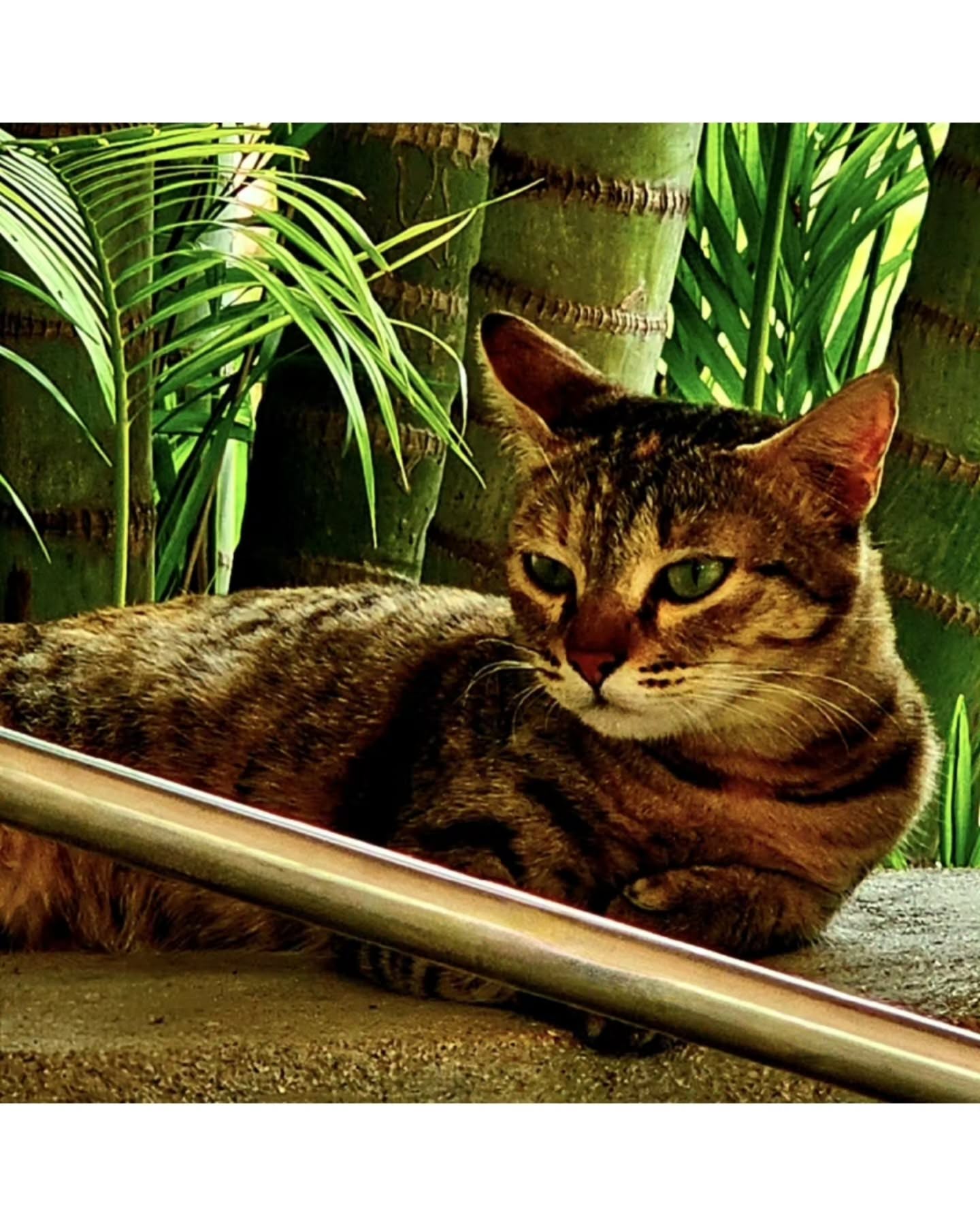 Brown Mackerel Tabby 🐯