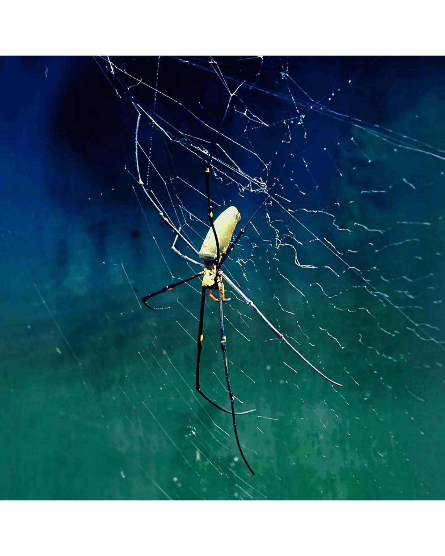 She doesn't chase. She waits, and the world walks into her design ( Trichonephila )