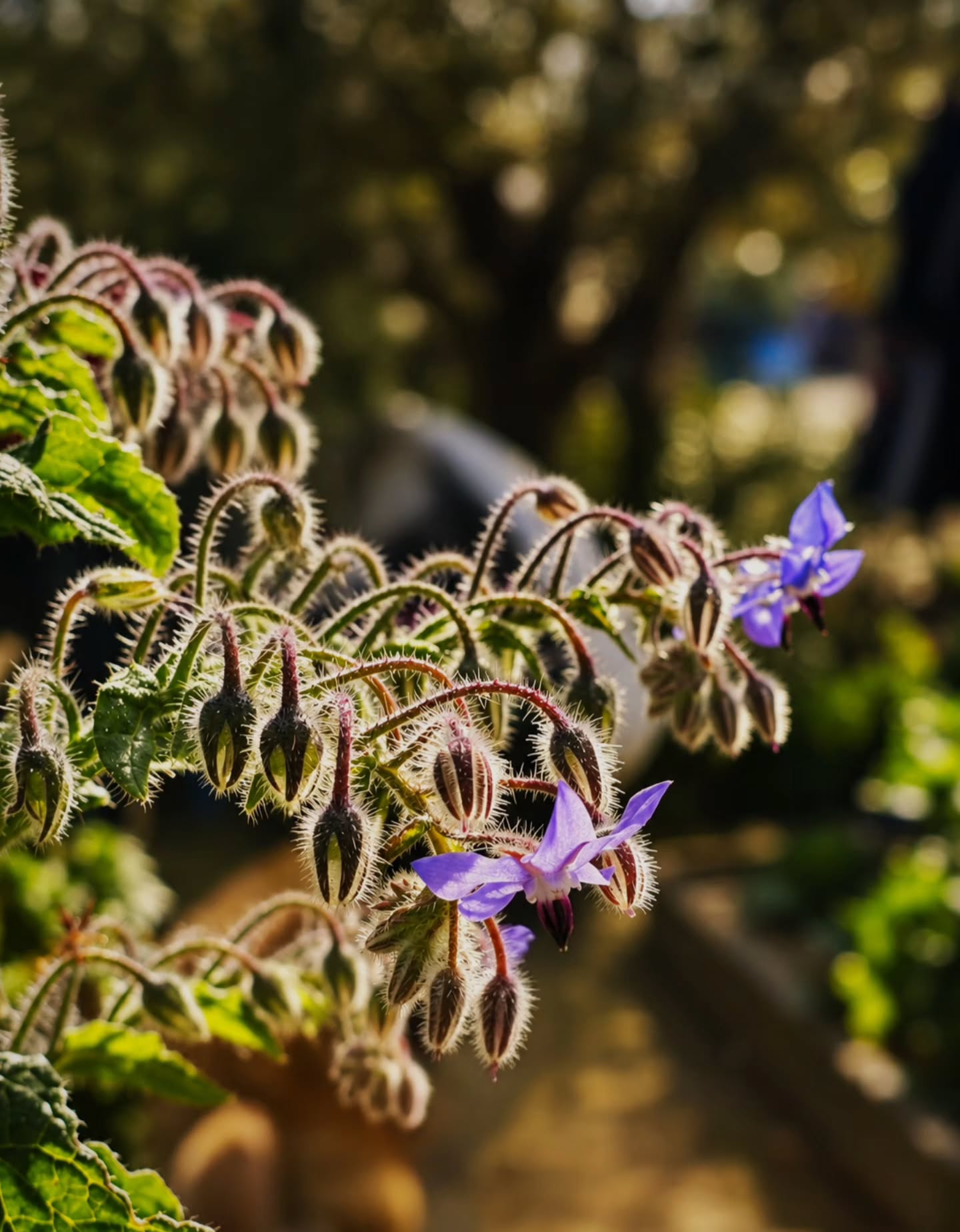 I grew toward your light, unaware you were never mine -  borage (Borago officinalis) 💜