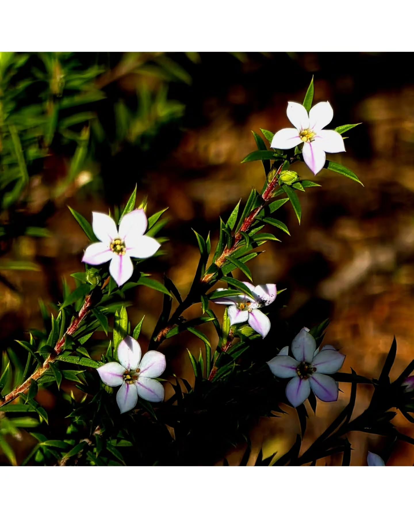 Small stars, scattered on the dark - heaven, it turns out, is a scent. ( genus Coleonema ) 🥀