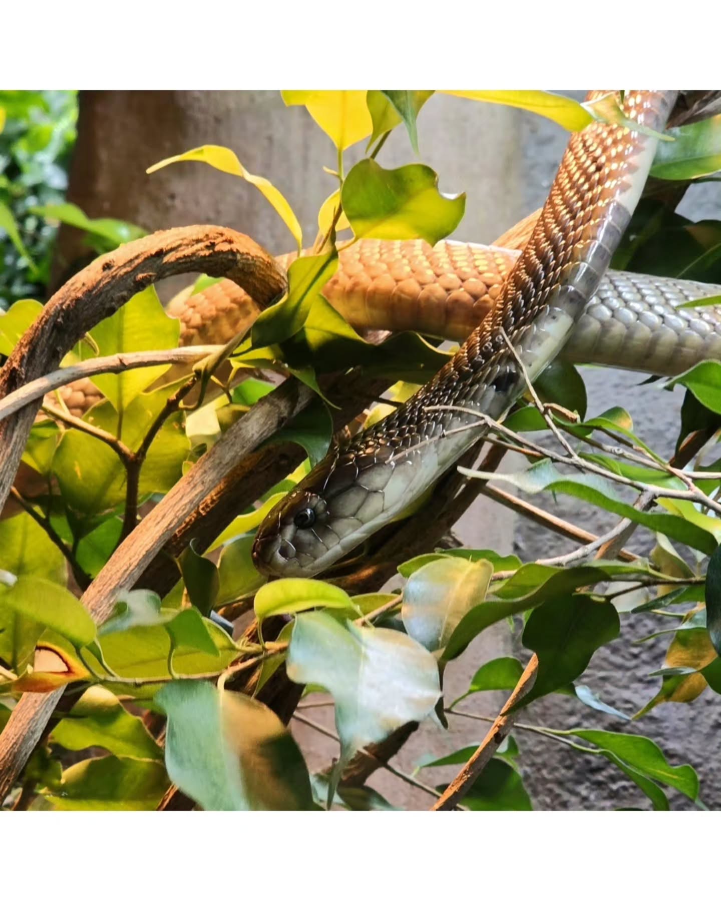 Fear often comes from what we don't understand. Respect begins with learning 🖤 ✨️ (Dendroaspis polylepis - Black Mamba)