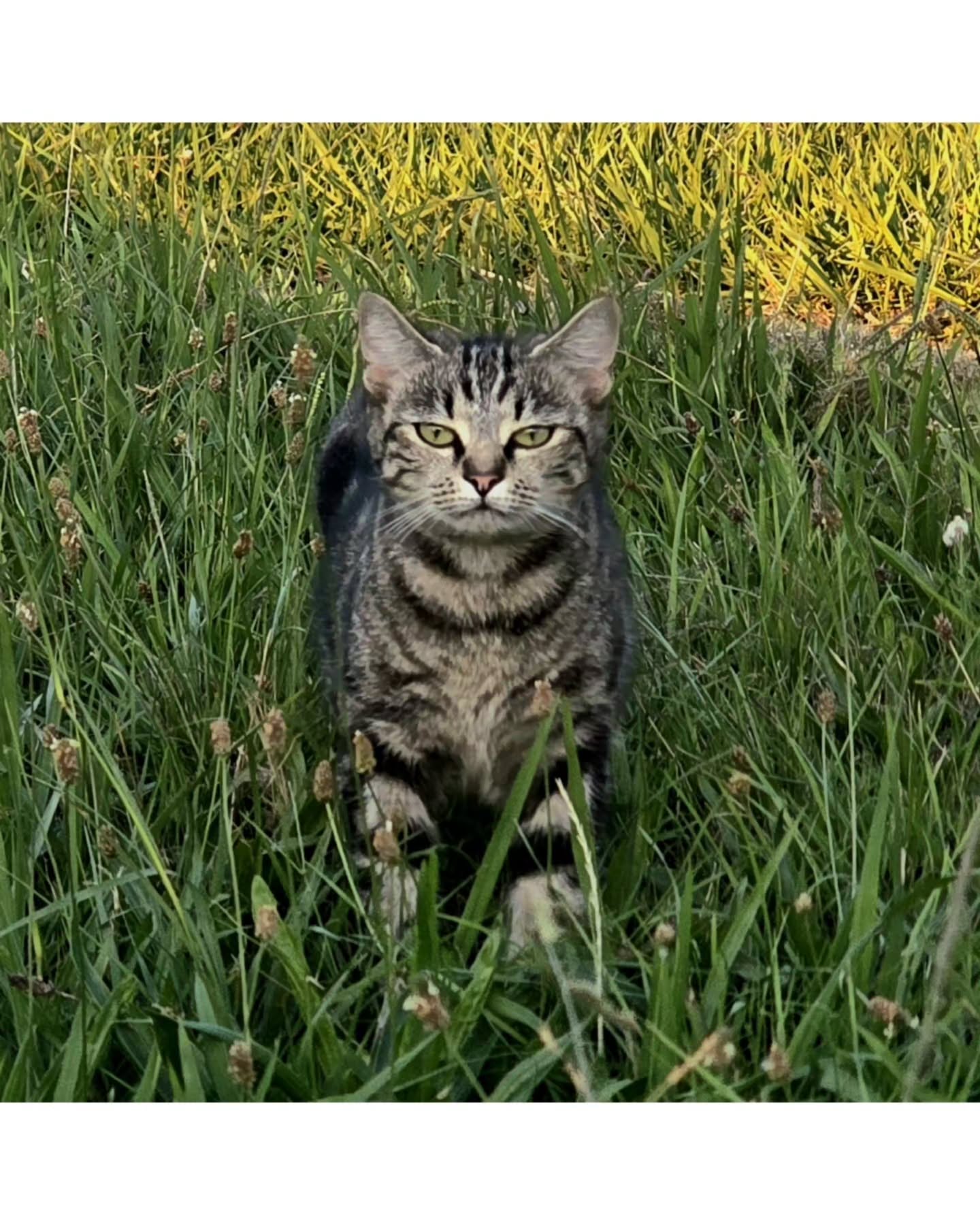 Stillness has its own kind of strength. 😺