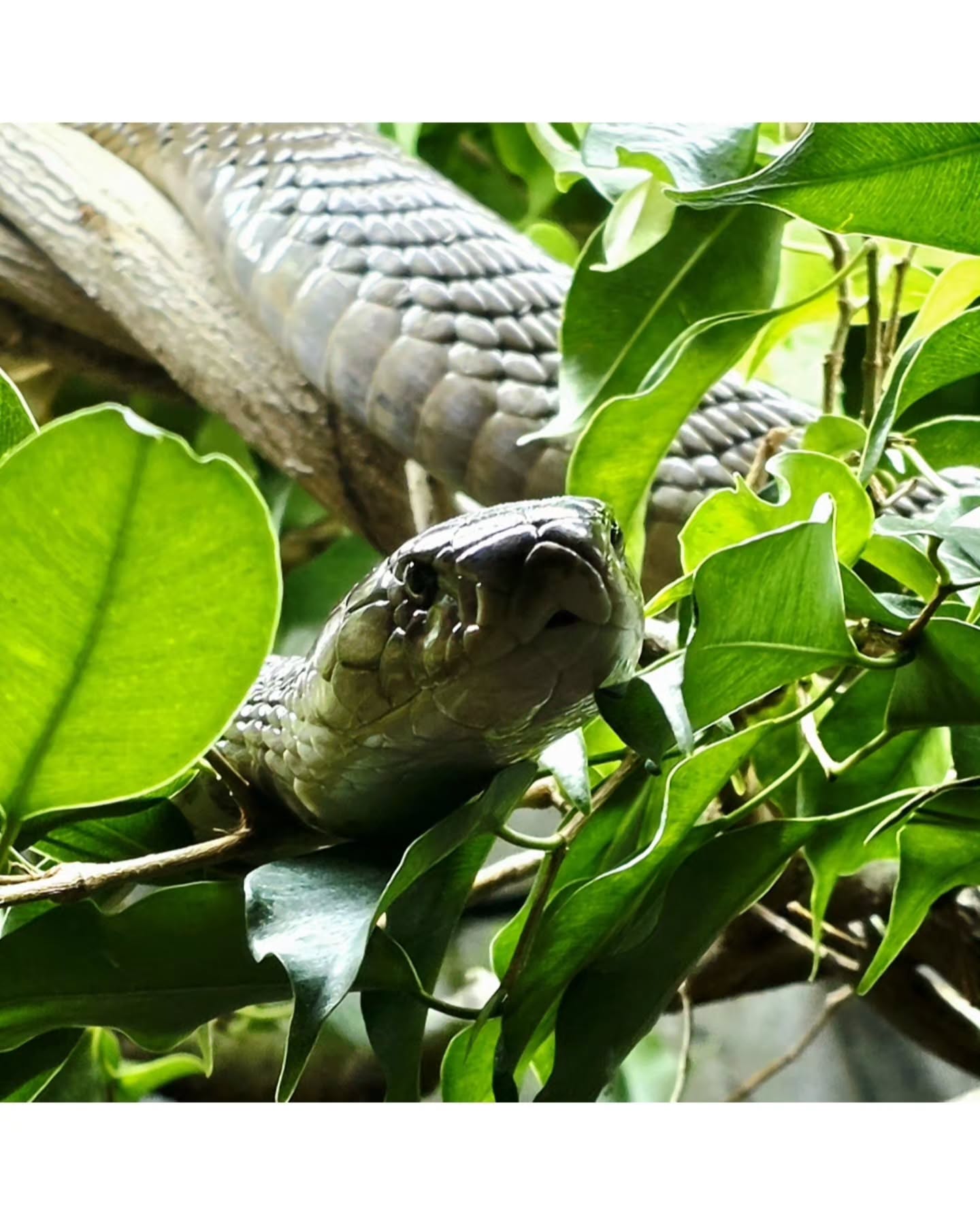 A stare you'll never forget (Dendroaspis polylepis - Black Mamba)