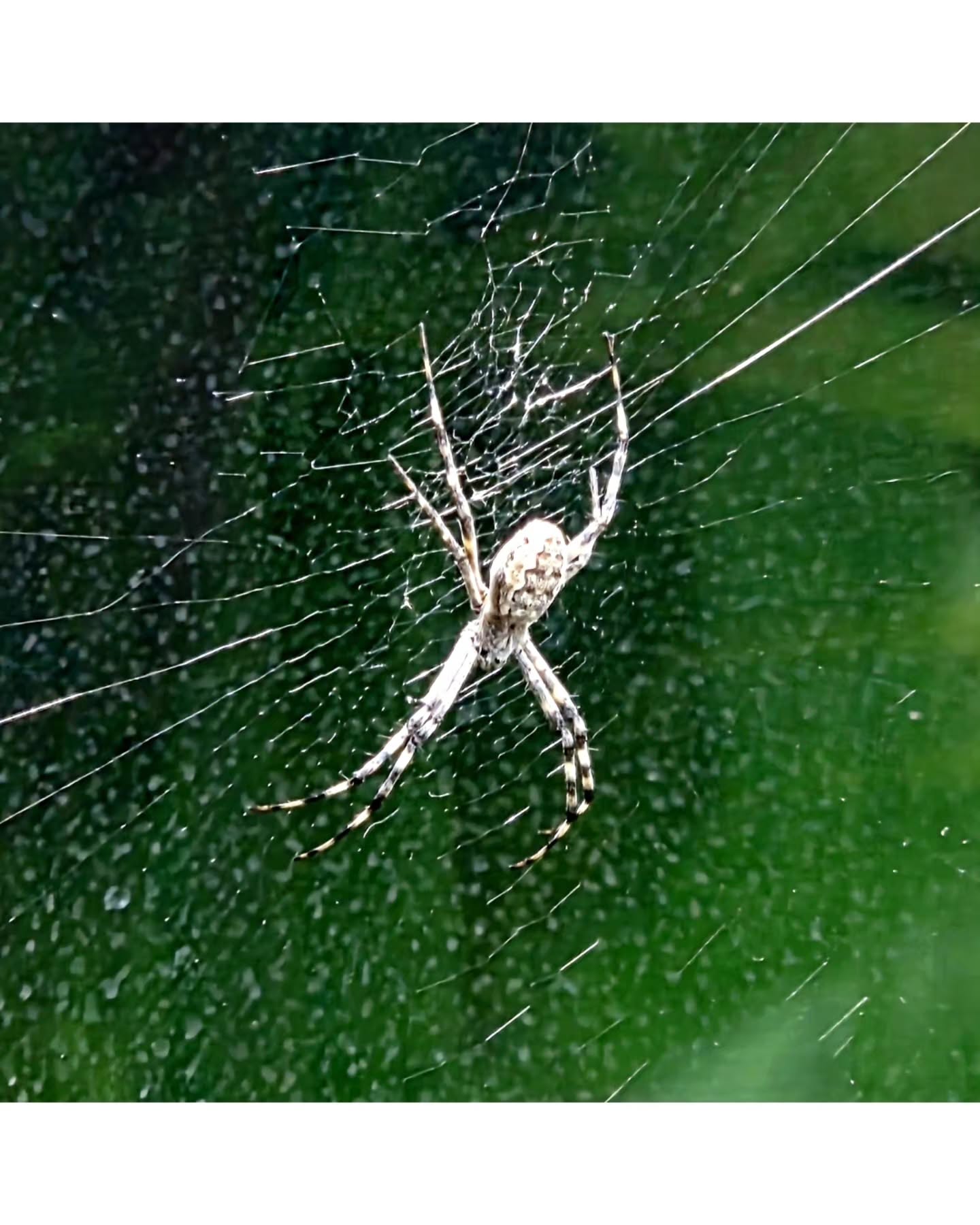 an orb-weaver in the "St Andrew's Cross" group (Argiope) 🖤