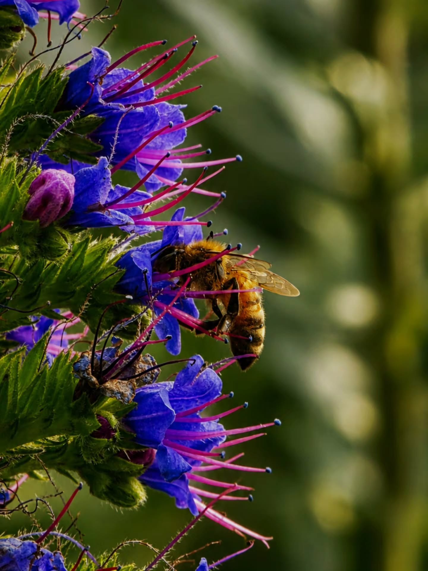 A fleeting visitor, a timeless bloom, and a moment worth keeping - Echium 💜