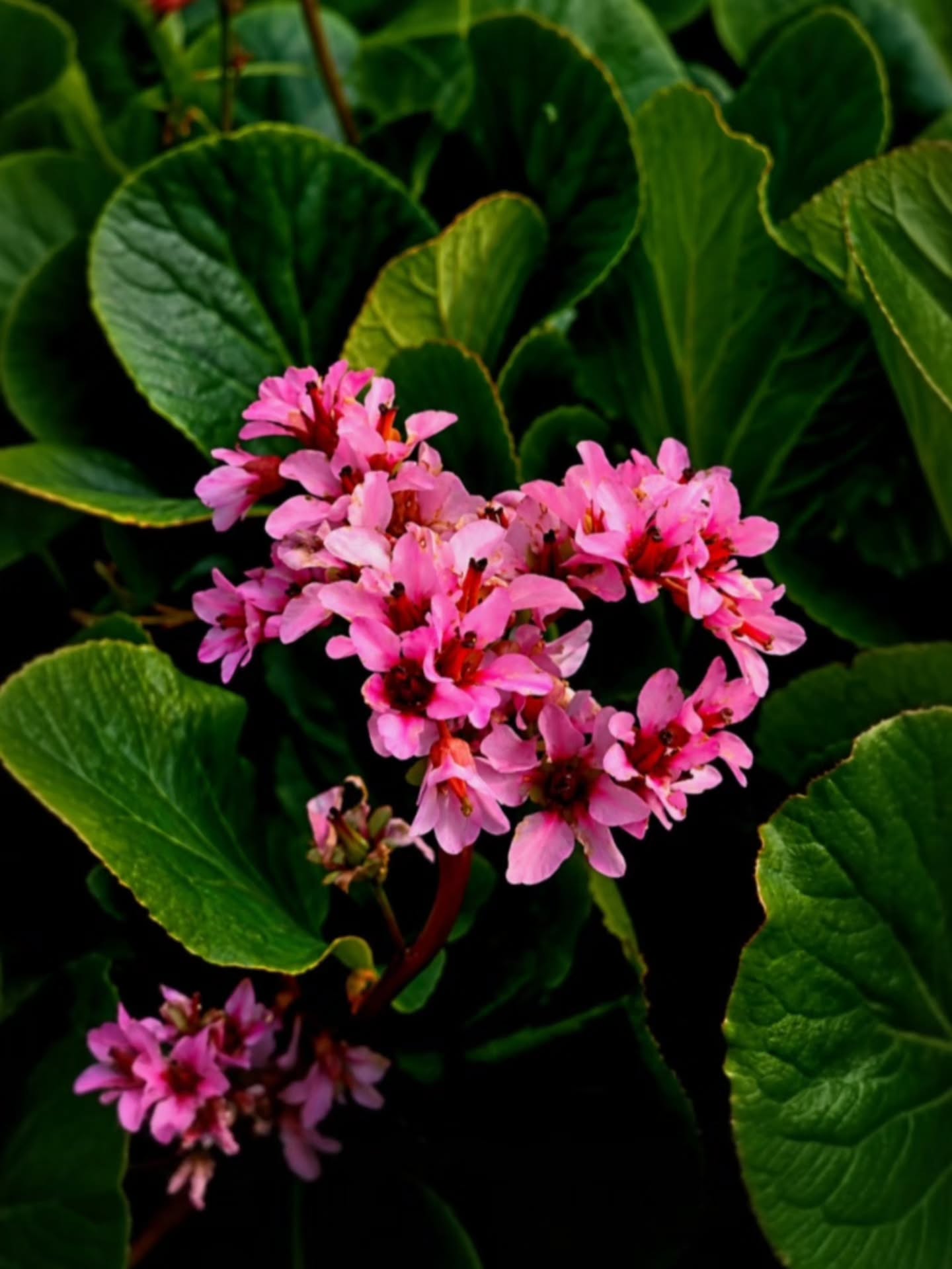 Somewhere, something beautiful was left unsaid - Bergenia 🌸