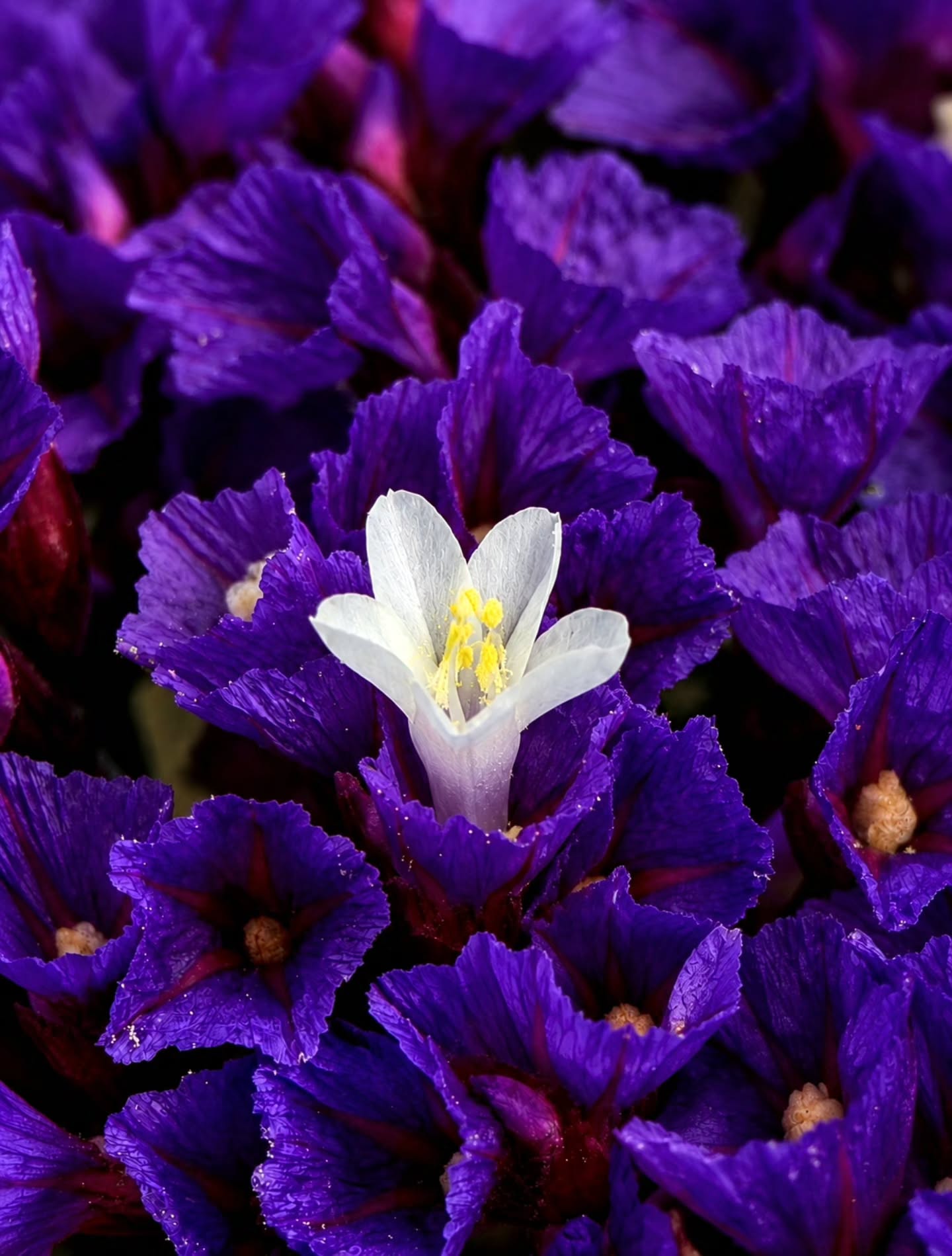 You can belong to the garden without becoming another flower - Statice(Sea lavender) 💜
