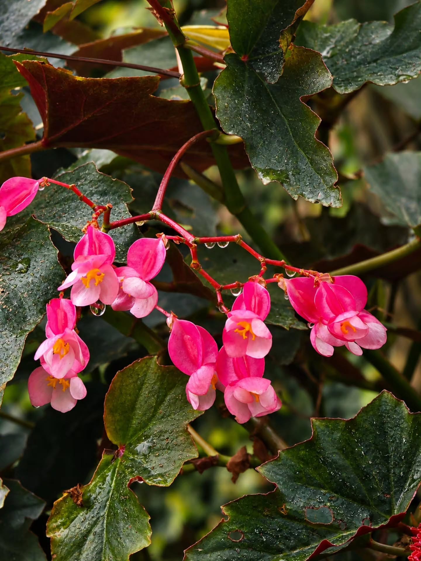 Blooming beyond perfection (Begonia) 🌸