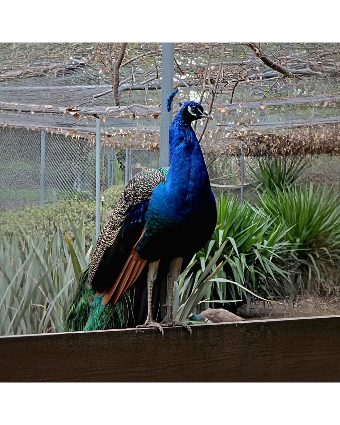 Color is not vanity when you were born to be seen. (Peacock) 🦚