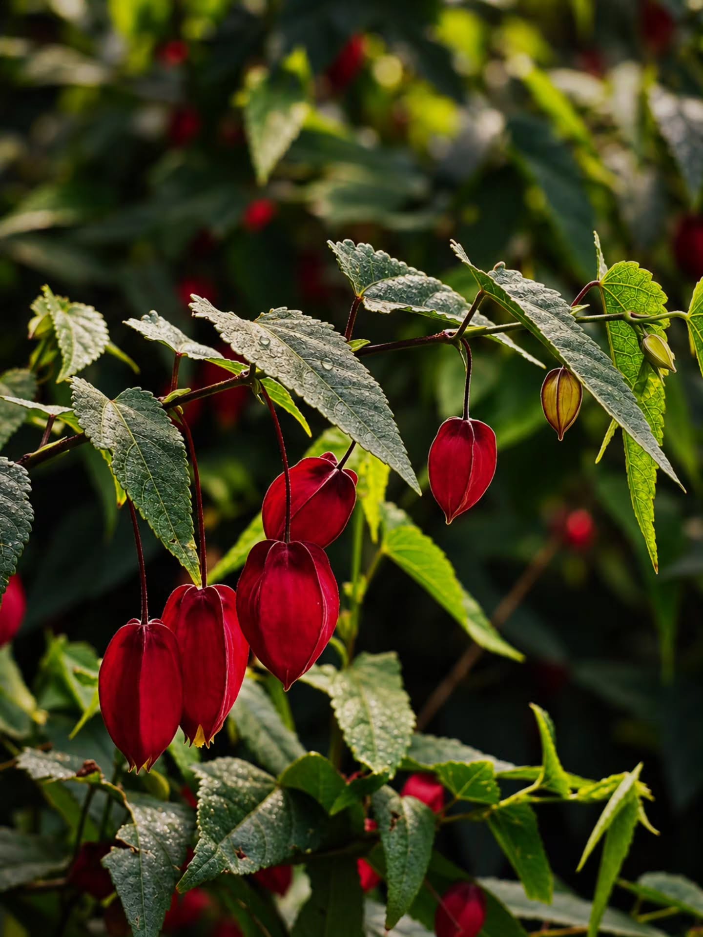 A quiet fire in the green - Fuchsia magellanica ❤️