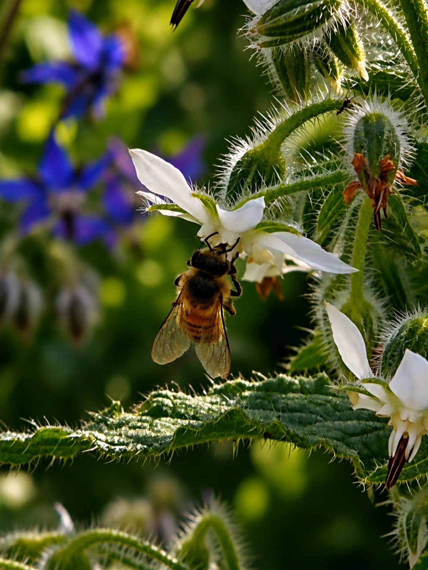Some beauty blooms quietly, asking only to be noticed by the right eyes - borage (Borago officinalis) 🥀 🐝