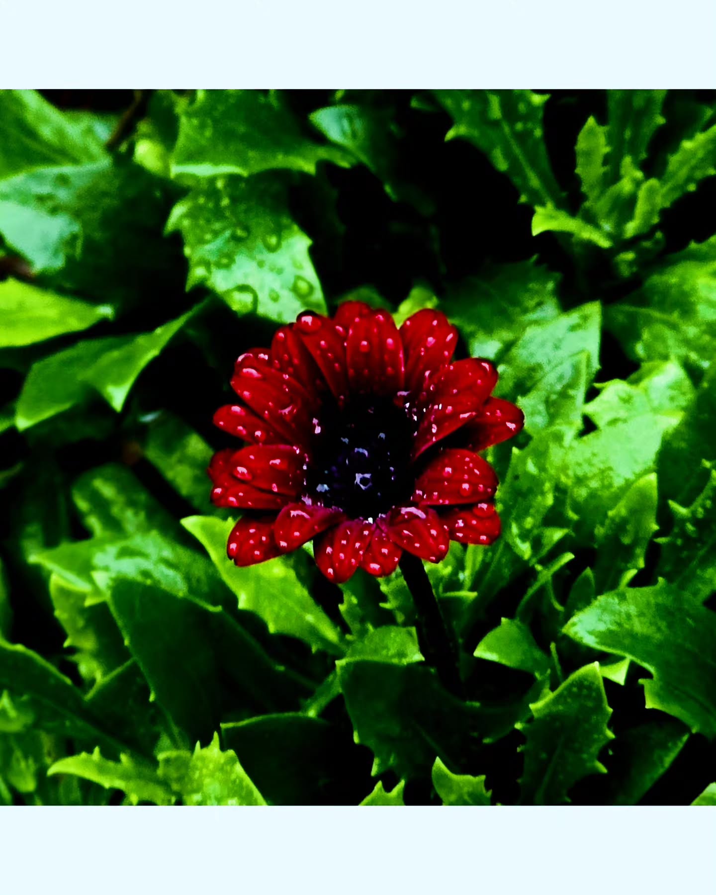 Osteospermum (commonly called the African Daisy)