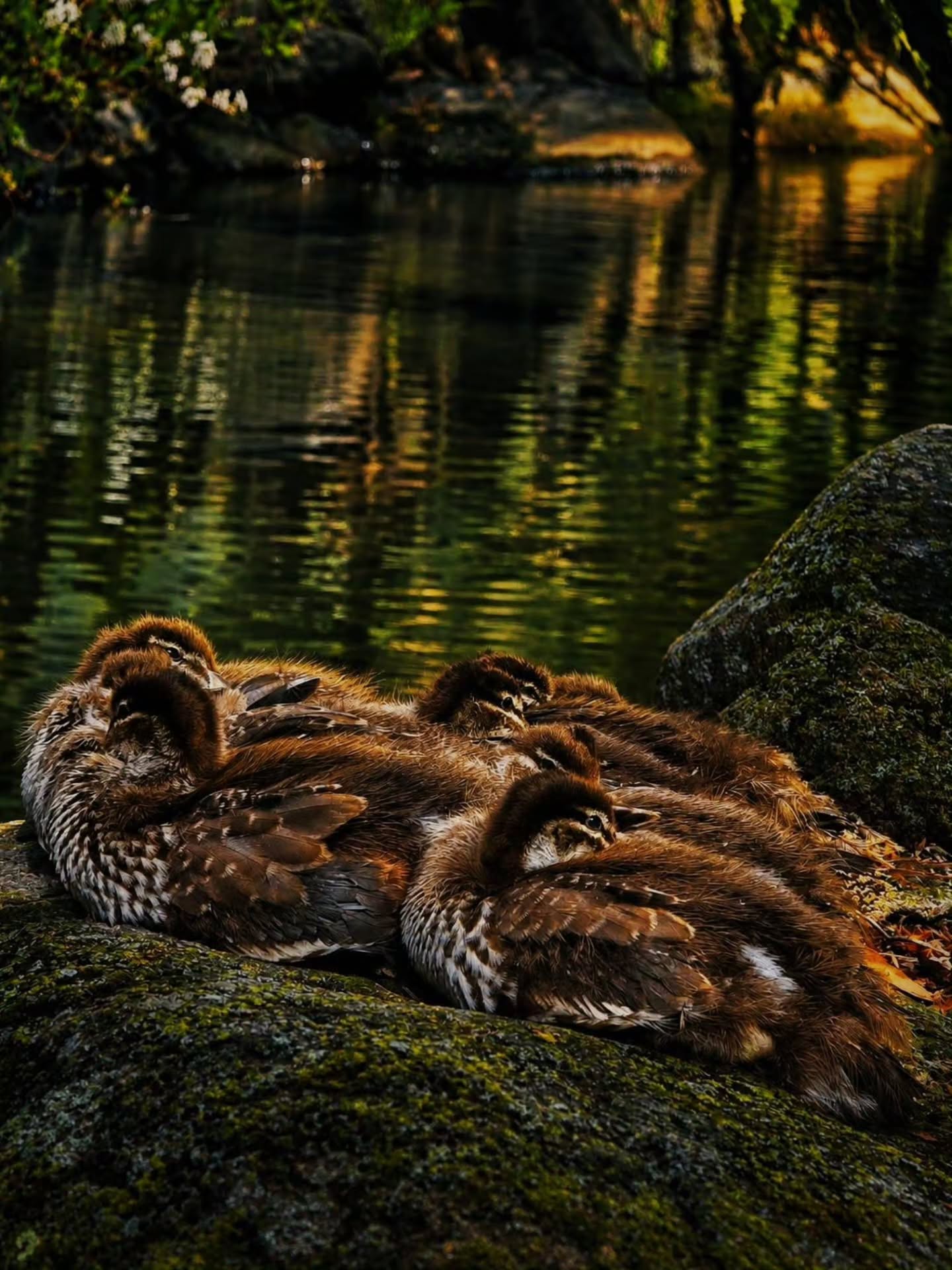 In a world too big for their tiny wings, they have each other - Australian Wood Ducks 🤎🐥