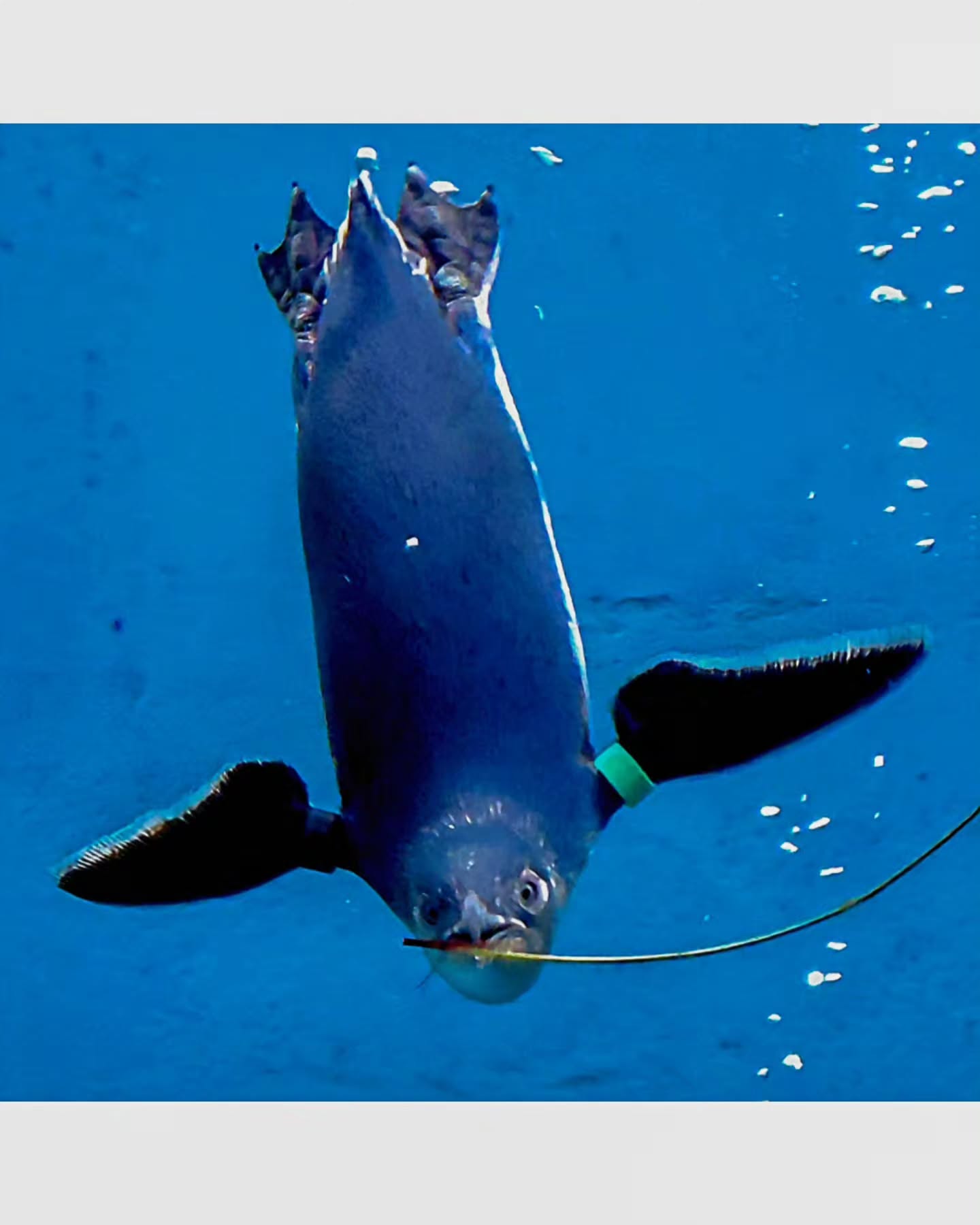 Little blue penguin (Eudyptula minor) is the world's smallest penguin species 🐧