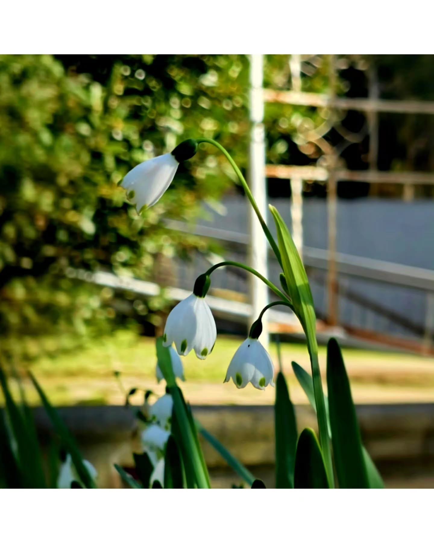 Summer Snowflakes (Leucojum aestivum) 🥀
