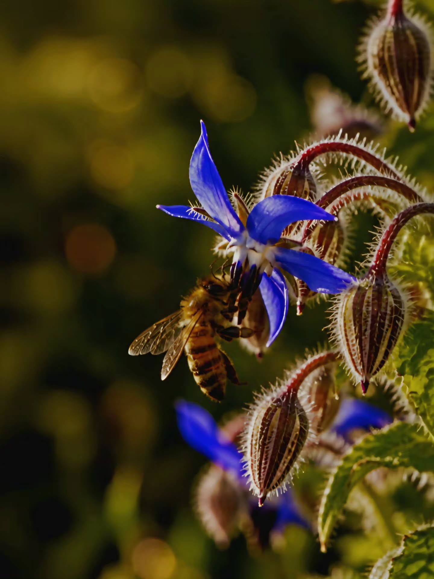 It may be small, but every wingbeat carries the weight of a world - European honey bee 🐝