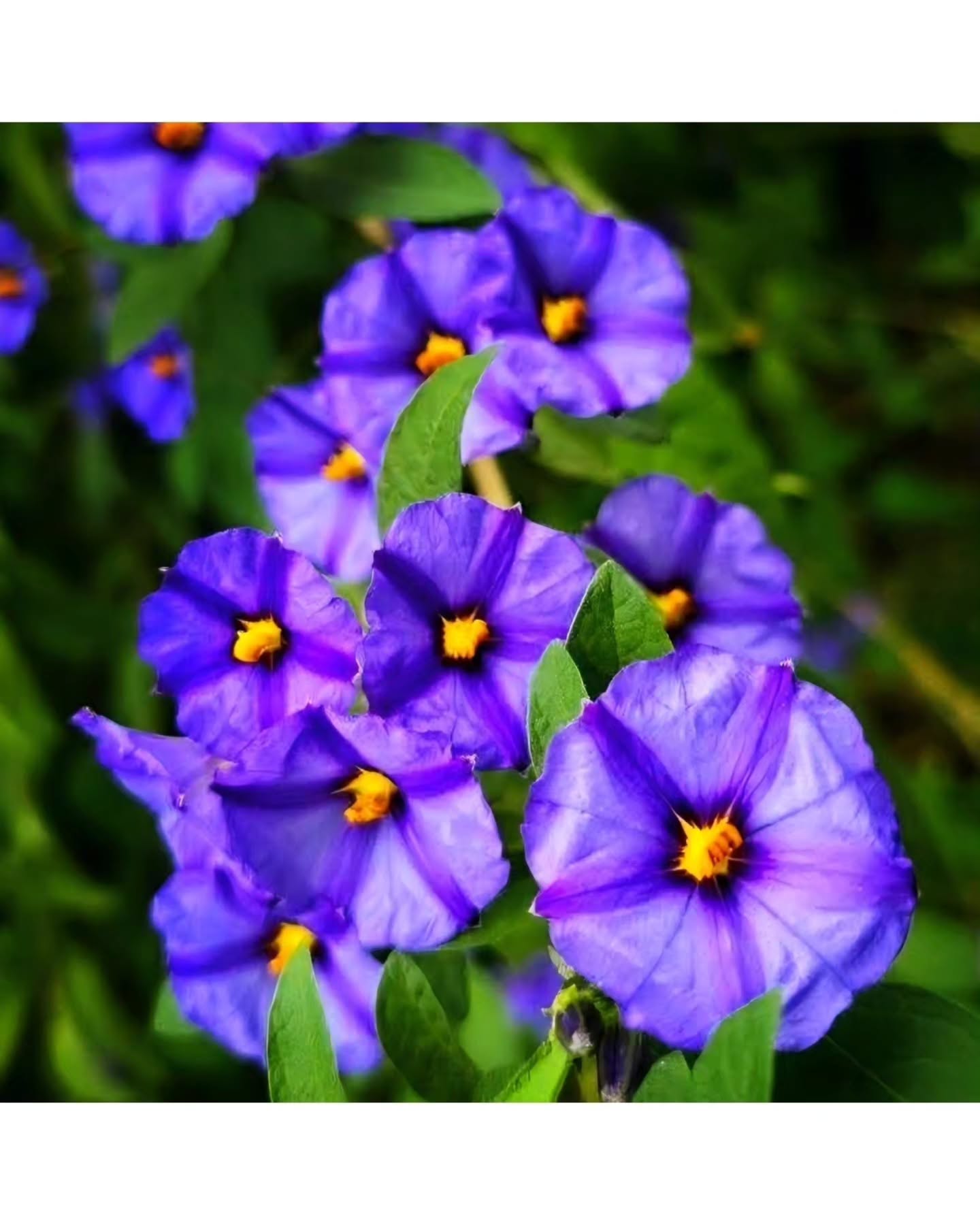 Beautiful things don't always ask to be touched (Blue Potato Bush) 💜✨️