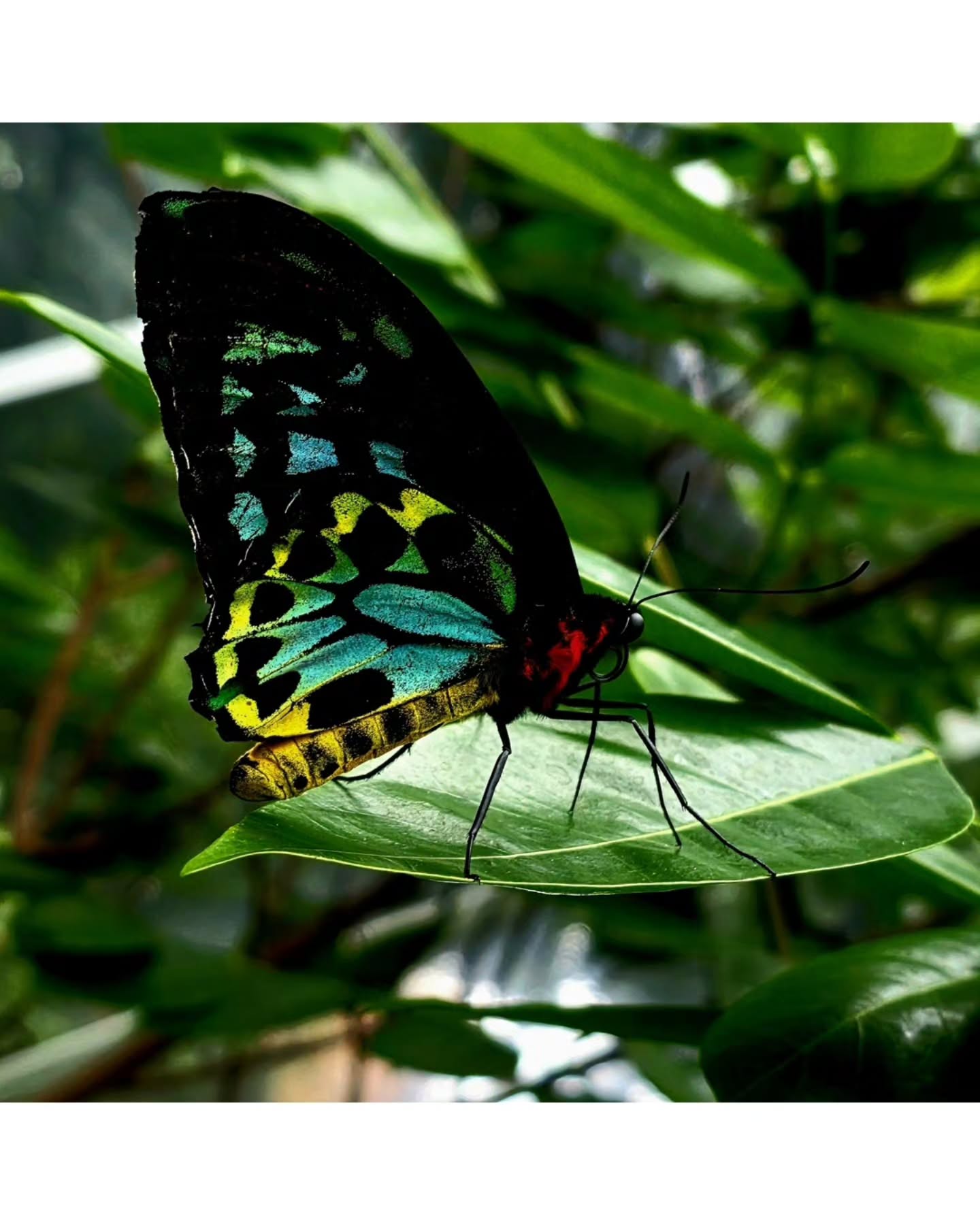 Beauty often hides in plain sight.🦋