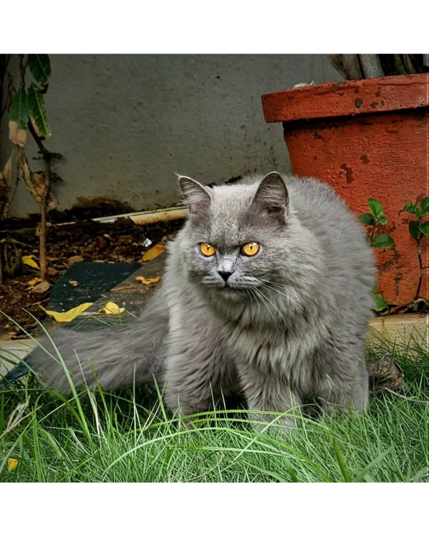 British Longhair 😺 🩶