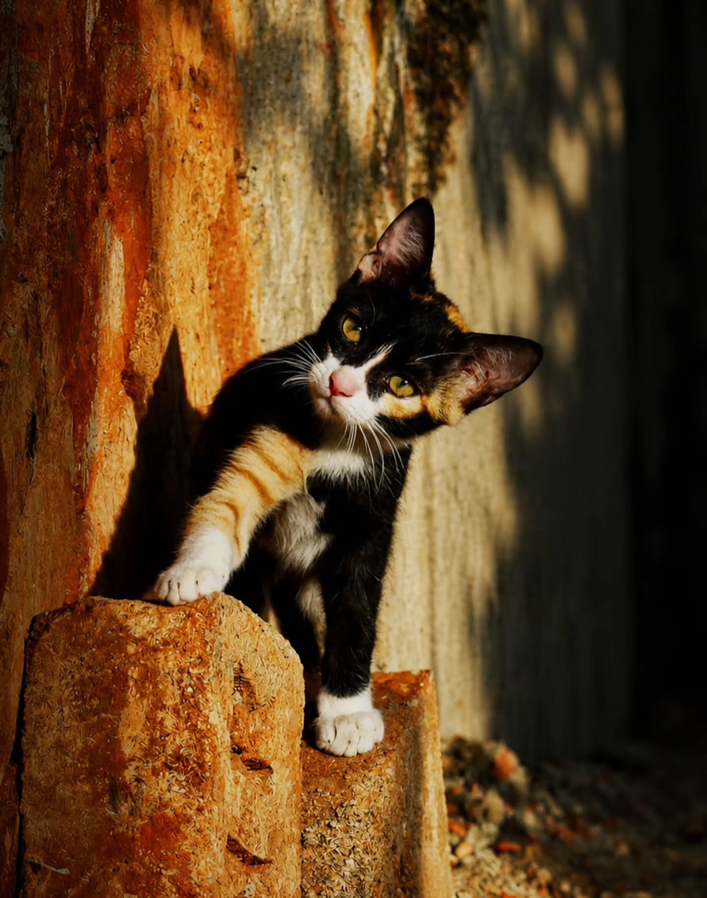 Small paws, endless charm - calico 😸