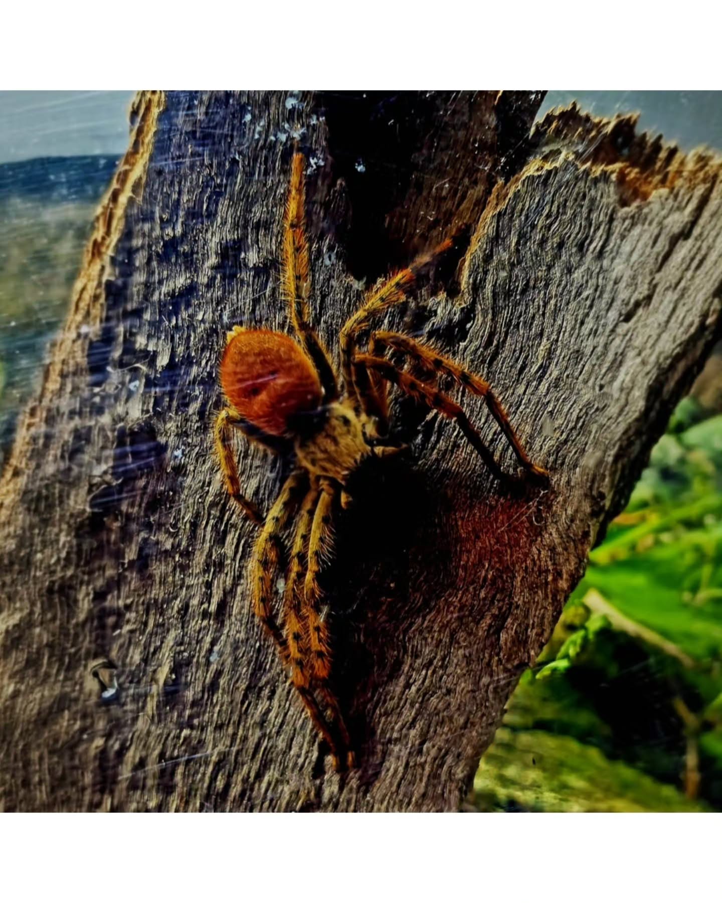 The old wood keeps its secrets, and one of them just moved (huntsman spider)🕷
